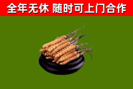 北辰回收散虫草